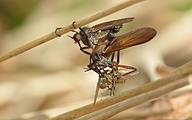 Mating Large Dance Flies (Empis tessellata)
